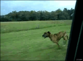 woof